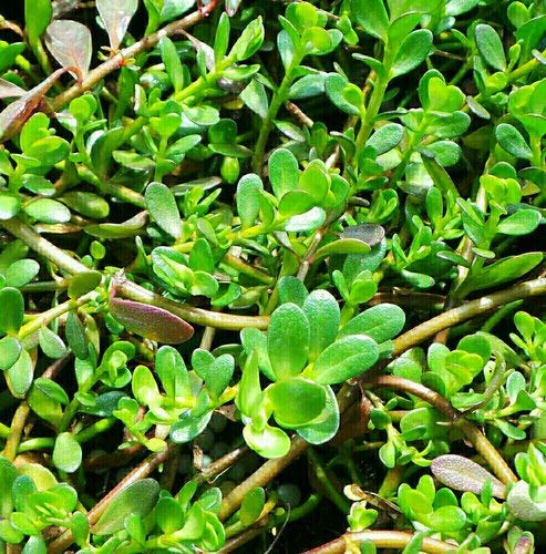 Brahmi: Nature's Gift for a Sharper Mind and Radiant Health